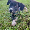 Doonut, mâle croisé berger, né le 26/06/2025 🐶