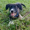 Doonut, mâle croisé berger, né le 26/06/2025 🐶