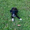 Melba, femelle croisée berger, née le 26/06/2025 🐶