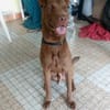 Pollux, mâle croisé shar pei, né le 03/06/2024🐶