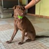 Pollux, mâle croisé shar pei, né le 03/06/2024🐶