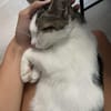 Api