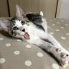 Jasper, mâle, chat européen, né le 09/06/2025 🐱