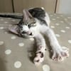 Jasper, mâle, chat européen, né le 09/06/2025 🐱