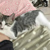 Jasper, mâle, chat européen, né le 09/06/2025 🐱
