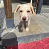 Archibald, mâle, croisé labrador, né le 01/06/2025