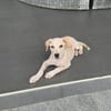 Archibald, mâle, croisé labrador, né le 01/06/2025