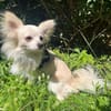 🐾 Mignon  kleiner Herzensdieb
