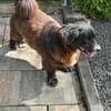Chicco - freundlich, lieb,aufgeschlossen