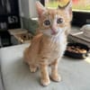 Pumpkin und Ginger suchen ihre Familie