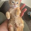 Pumpkin und Ginger suchen ihre Familie