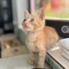 Pumpkin und Ginger suchen ihre Familie