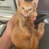 Musette & Amber suchen ihre Familie