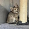 Musette & Amber suchen ihre Familie