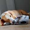 Toni - auf Pflegestelle in 47652 Weeze