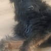 BOBBY sucht Zuhause