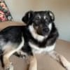 Filou sucht einen Garten