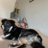 Filou sucht einen Garten