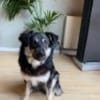 Filou sucht einen Garten