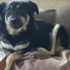 Filou sucht einen Garten