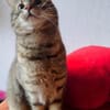 MIA  SUCHT TRAUMZUHAUSE