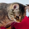 MIA  SUCHT TRAUMZUHAUSE