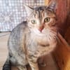 SCHMUSEKATZE OLIMBA
