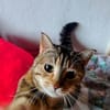 SCHMUSEKATZE OLIMBA