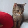SCHMUSEKATZE OLIMBA