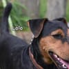 LOLO