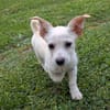 Snoopy wartet in 97529 Sulzheim