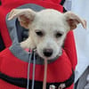 Snoopy wartet in 97529 Sulzheim