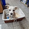 Snoopy wartet in 97529 Sulzheim