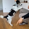 Kleiner Jaro sucht ein Körbchen
