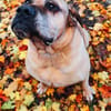 HUMPHREY muss Vertrauen zu dir aufbauen