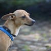 Papaya - Zuhause gesucht