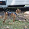 Papaya - Zuhause gesucht