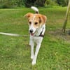 Lilly - Körbchen auf Lebenszeit gesucht