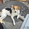 Lilly - Körbchen auf Lebenszeit gesucht