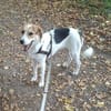 Lilly - Körbchen auf Lebenszeit gesucht