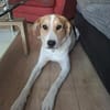 Lilly - Körbchen auf Lebenszeit gesucht