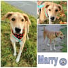 MARRY * sensible Seele sucht Halt