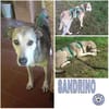 SANDRINO -lieb & verschmust-