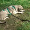 SANDRINO -lieb & verschmust-