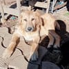 Hugo der Riese im Schafspelz