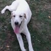 LENNI -rundum toller Junghund-