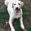 LENNI -rundum toller Junghund-
