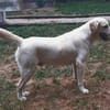 LENNI -rundum toller Junghund-