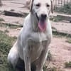 LENNI -rundum toller Junghund-