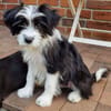 MOLLY sucht liebevolle Familie